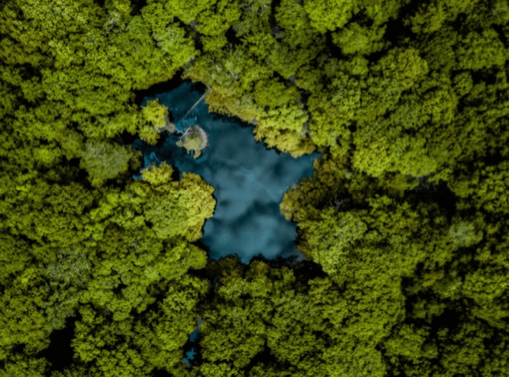 A rain forest picture in a bird view.